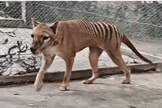 Recrean a todo color las im&aacute;genes del &uacute;ltimo tigre de Tasmania