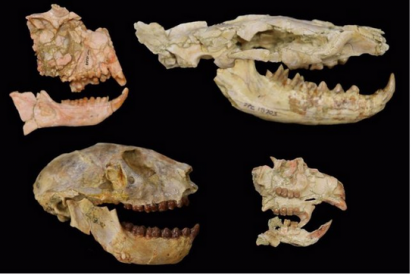 C&oacute;mo el cambio clim&aacute;tico diezm&oacute; los mam&iacute;feros hace 30 millones de a&ntilde;os