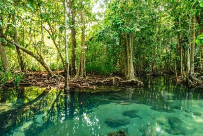 As&iacute; es el misterioso 'mundo perdido' de manglares descubierto en el interior de Yucat&aacute;n