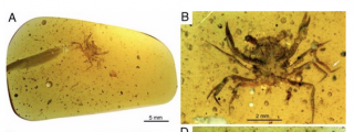 Encuentran preservado en ámbar al primer cangrejo de la era de los dinosaurios