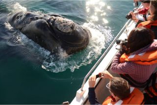 Pen&iacute;nsula Vald&eacute;s, el encanto de las ballenas australes