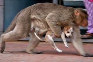 La banda de monos ha matado ya a 250 cachorros de perro, en venganza por la muerte de una de sus crías