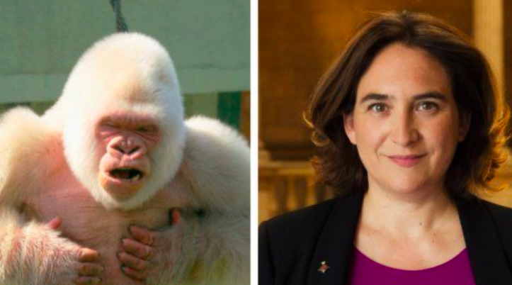 La imputada Ada Colau niega un homenaje al gorila ‘Copito de Nieve’ por “fascista español”