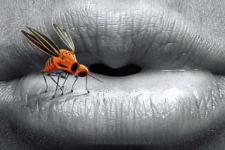 Islandia pierde su inmunidad: confirmada la llegada de mosquitos por primera vez en la historia