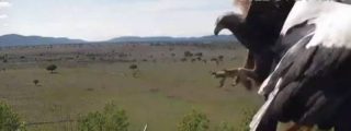 El instante en que el &aacute;guila real ataca el nido de cig&uuml;e&ntilde;a y arrebata a la madre sus polluelos