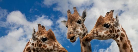 Jirafas