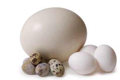 huevos de varias especies de aves