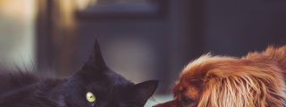 Perro, gato, mascotas