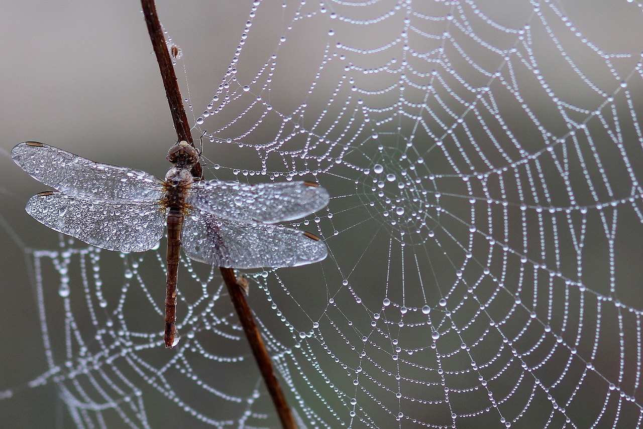 Ara&ntilde;a, lib&eacute;lula, trampa, Telara&ntilde;a, Web, Gotas, Roc&iacute;o