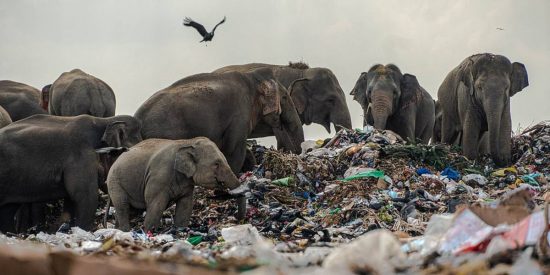 Elefantes en el vertedero de plástico