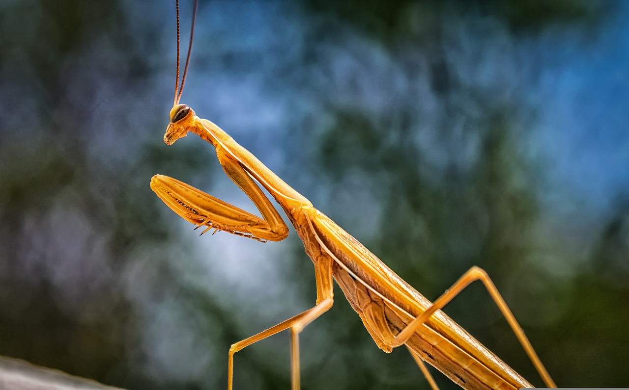 Mantis