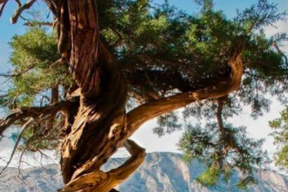 Agust&iacute;n Perozo Barinas: "Del &aacute;rbol torcido y sus nudos"