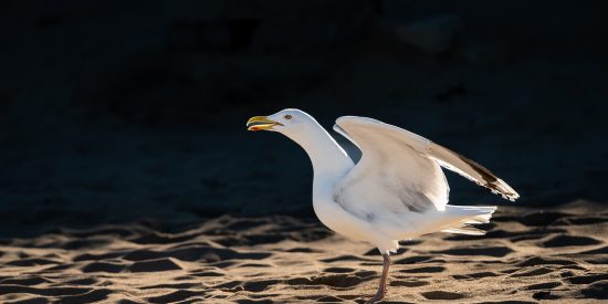 Gaviota