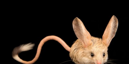 Jerboa, especie amenazada