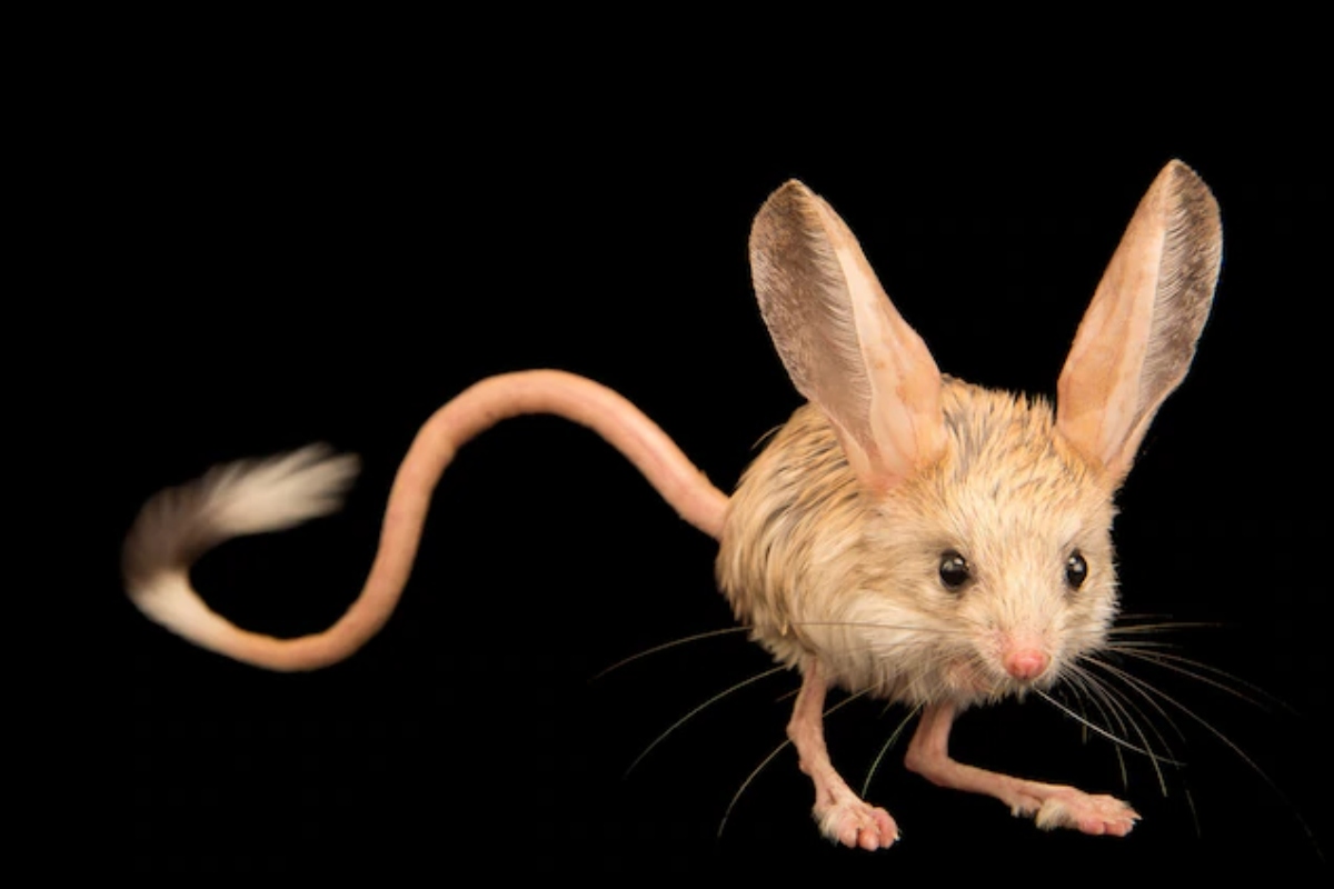 Jerboa, especie amenazada