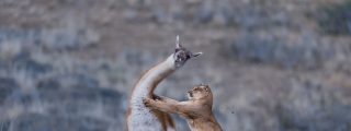 El guanaco cae en las garras del puma