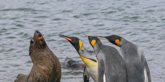 La foca y los pingüinos 