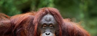 Orangután