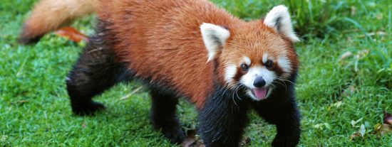 Panda rojo