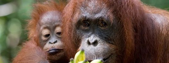 Simios, orangut&aacute;n