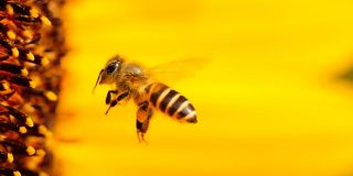 Abeja