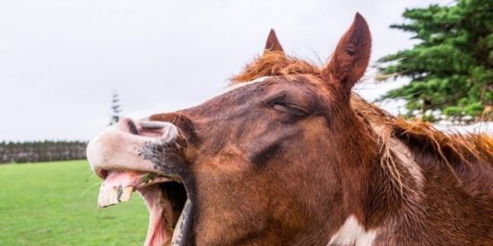 Caballo