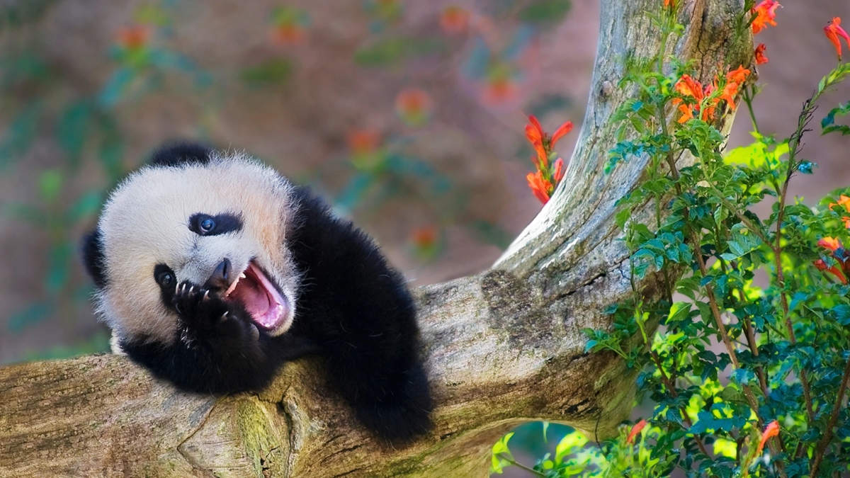 Oso panda