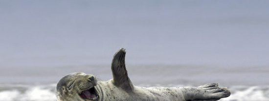 Foca