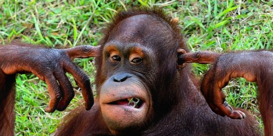 Orangut&aacute;n