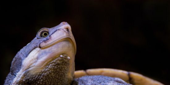 Tortuga