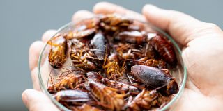 Insectos, quitina, chitos&aacute;n, grafeno. &iquest;Qu&eacute; esconde la siniestra medida de comer estos animalitos?