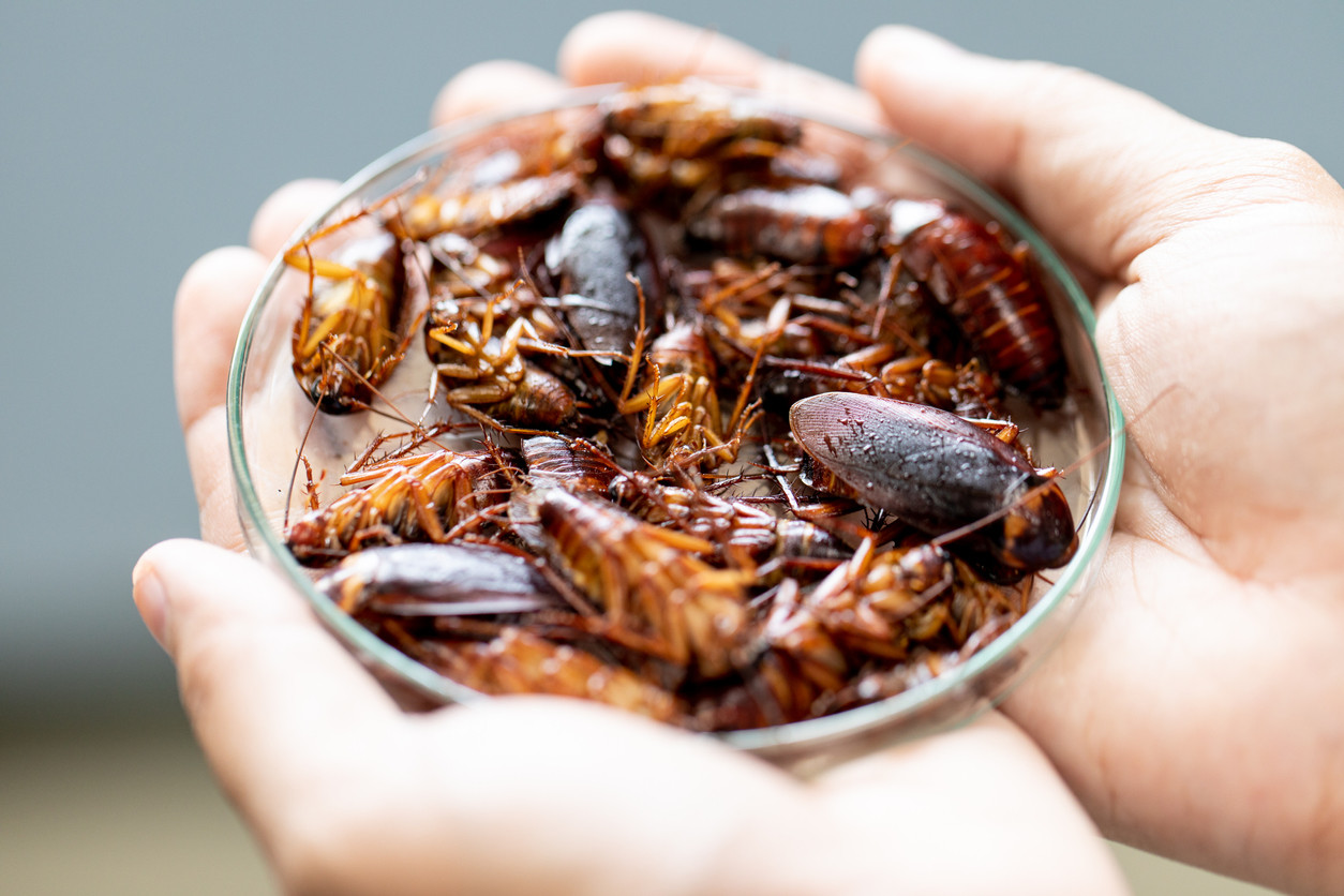 Insectos, quitina, chitosán, grafeno. ¿Qué esconde la siniestra medida de comer estos animalitos?