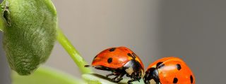 Insectos Par Escarabajos Mariquita