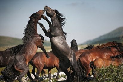 Caballos