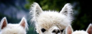 Alpacas