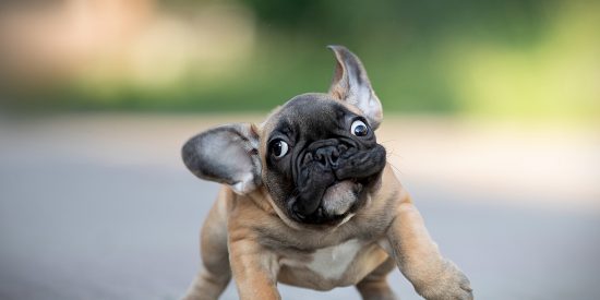 Cachorro de bulldog, mascotas