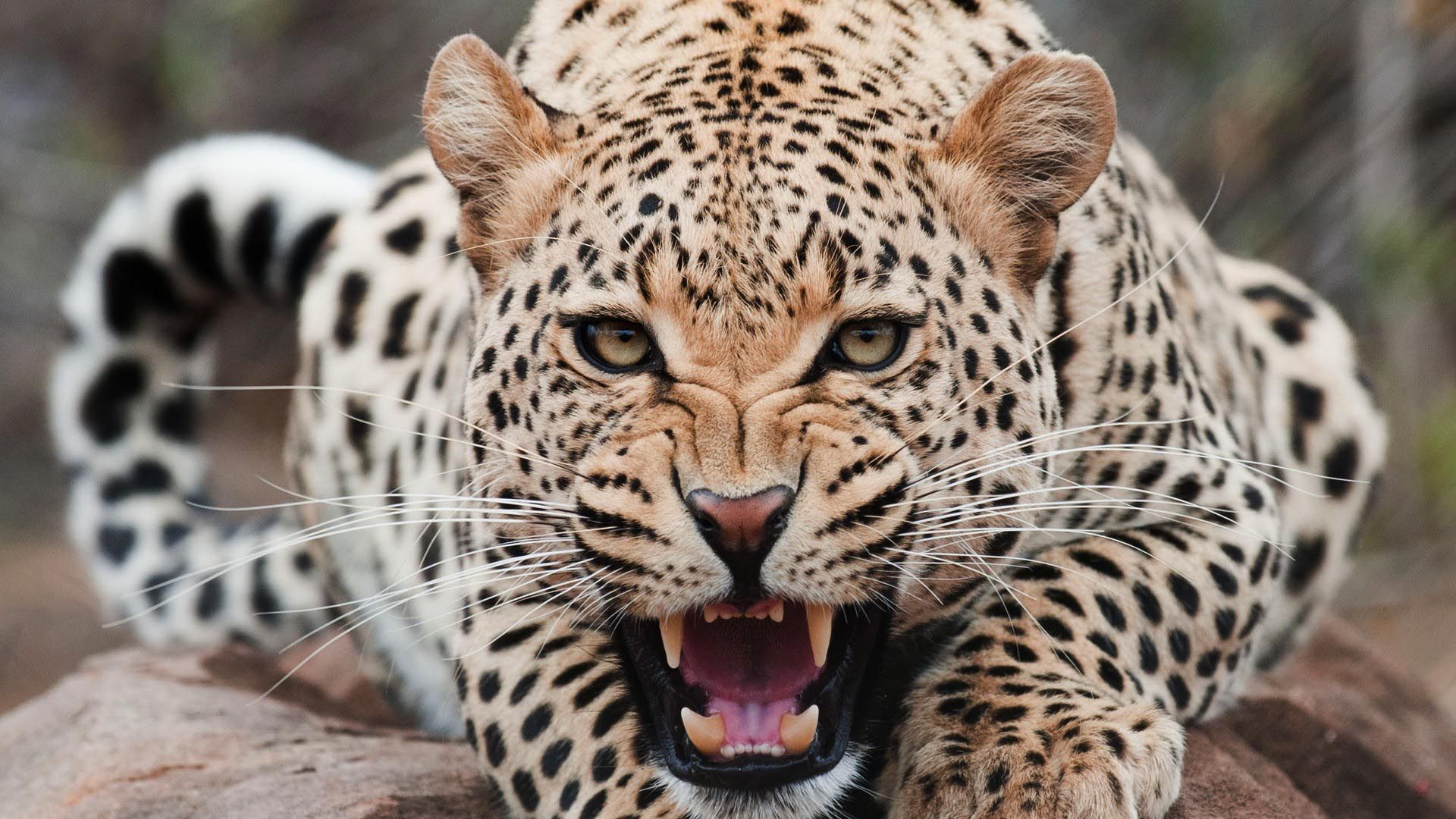 Leopardo