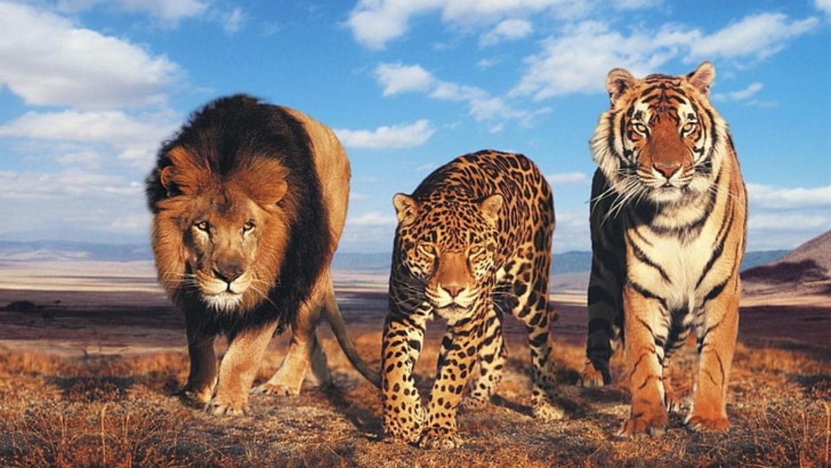 Grandes felinos: León, leopardo y tigre