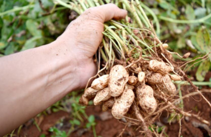 planta del cacahuete