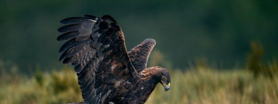 El águila cazando una liebre
