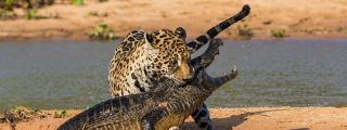 Jaguar contra caimán
