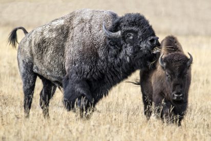 Bisontes