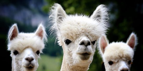 Alpaca, LLama