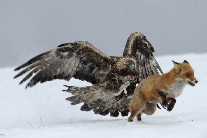 El &aacute;guila contra el zorro