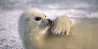 Foca