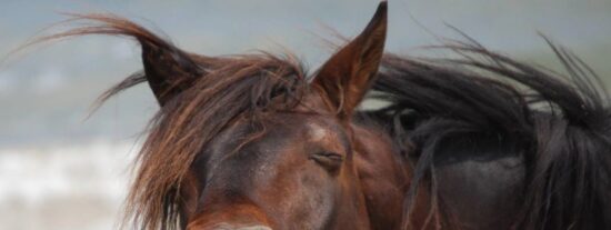 Pron&oacute;stico del Tiempo para este domingo 15 de febrero de 2026