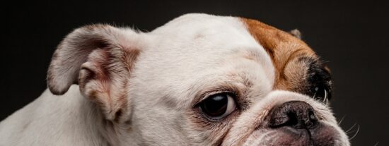 ¿Es legal llevar al perro en el asiento delantero del coche?