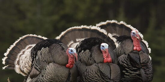 Pavos