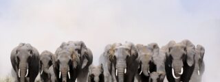 Los cazadores disparan a un elefante y su manada se venga cargando contra ellos
