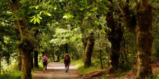 Camino de Santiago Franc&eacute;s: Un viaje a trav&eacute;s de la historia, cultura y tradici&oacute;n